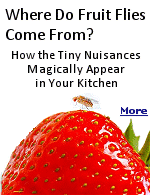 Fruit flies are built to find fermenting fruit. They can detect the smell of ripe fruits and vegetables from a distance; if there's a bowl of fruit on your kitchen counter, there's probably a fruit fly or two looking for a way into your home to get to it. Because these insects are so tiny, they can get in through window screens. Once inside, they lay eggs on the skin of very ripe or fermenting fruit. They reproduce, and before you know it, you've got yourself a full-fledged fruit fly infestation.